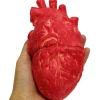 FMYSJ Falskt mänskligt hjärta Latex Livsstorlek Hjärta Blodiga skräckrekvisita för Halloween a (FMY)> Tillbehör