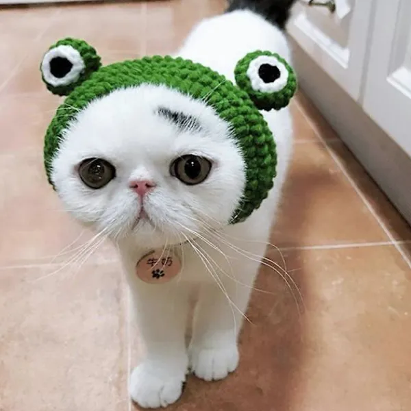 Husdjursmössor, Kattmössor Grodhuvudband Cartoon Stickad Hundmössa Kostym för Valp Liten Hund Katt> Huvudbonader