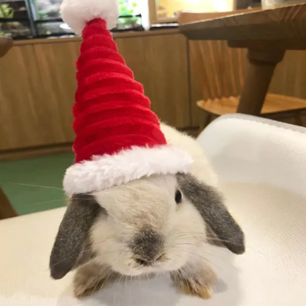 Lizard Tomte Hatt Kanin Withscarf Juldräkt 01 01 01> Huvudbonader