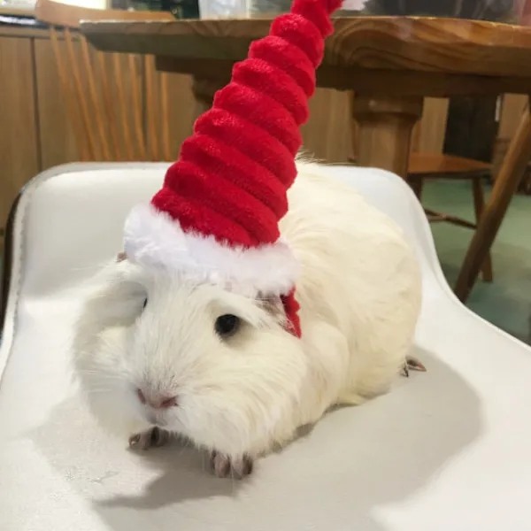 Lizard Tomte Hatt Kanin Withscarf Juldräkt 01 01 01> Huvudbonader