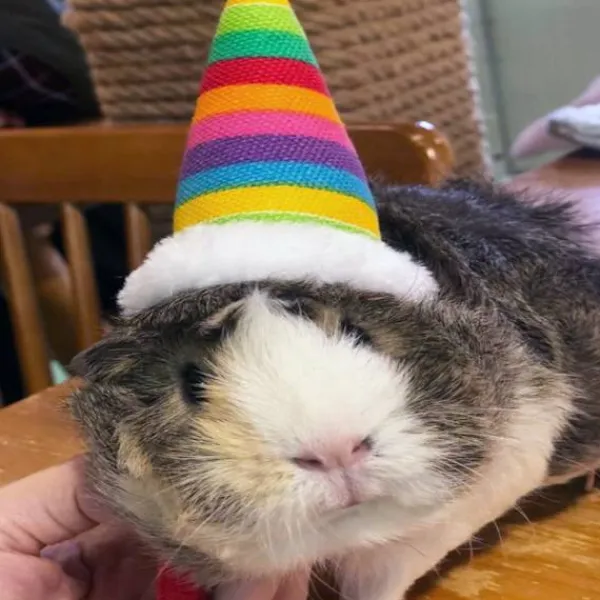 Lizard Tomte Hatt Kanin Withscarf Juldräkt 01 01 01> Huvudbonader