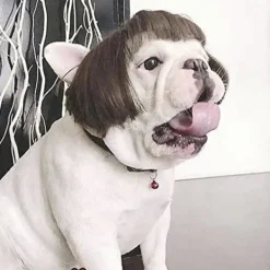 Rolig Hund Cosplay Peruk, Huvudbonad Kläder Leksak, Husdjursdräkter, Katt DXGHC> Huvudbonader