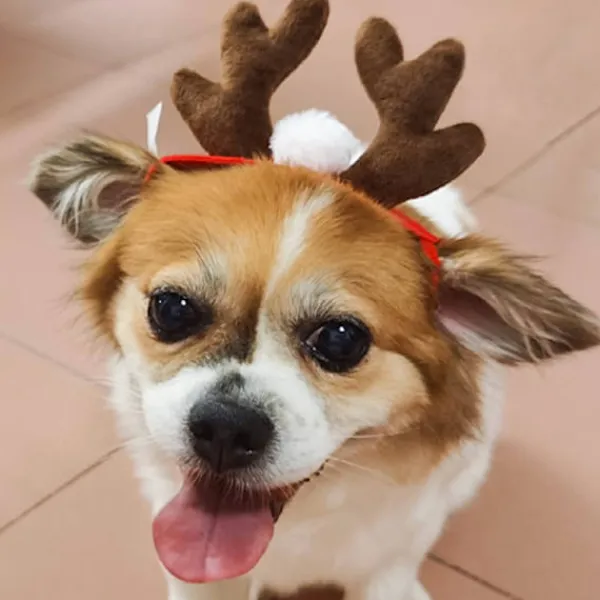 LBSS Tillbehör för husdjur Jultillbehör Hund Hårnål Katttillbehör Julhornshorn Pannband Hundhatt> Tillbehör