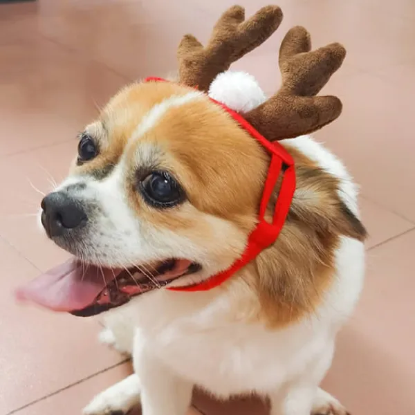 LBSS Tillbehör för husdjur Jultillbehör Hund Hårnål Katttillbehör Julhornshorn Pannband Hundhatt> Tillbehör