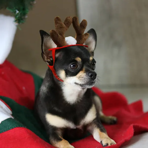 LBSS Tillbehör för husdjur Jultillbehör Hund Hårnål Katttillbehör Julhornshorn Pannband Hundhatt> Tillbehör